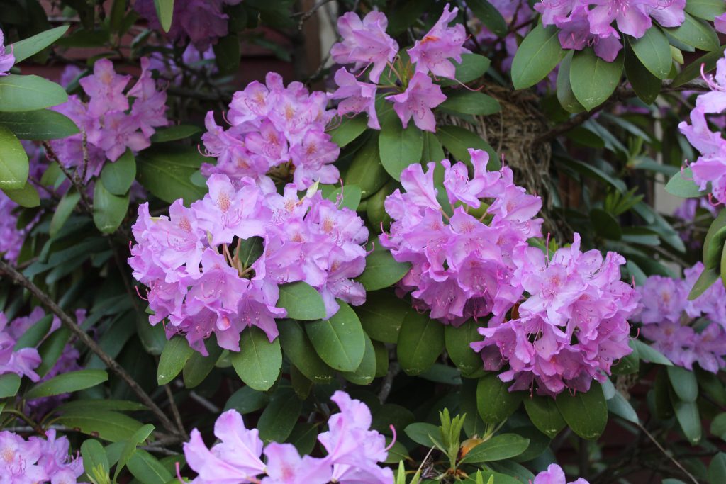 Rhododendron Unedited